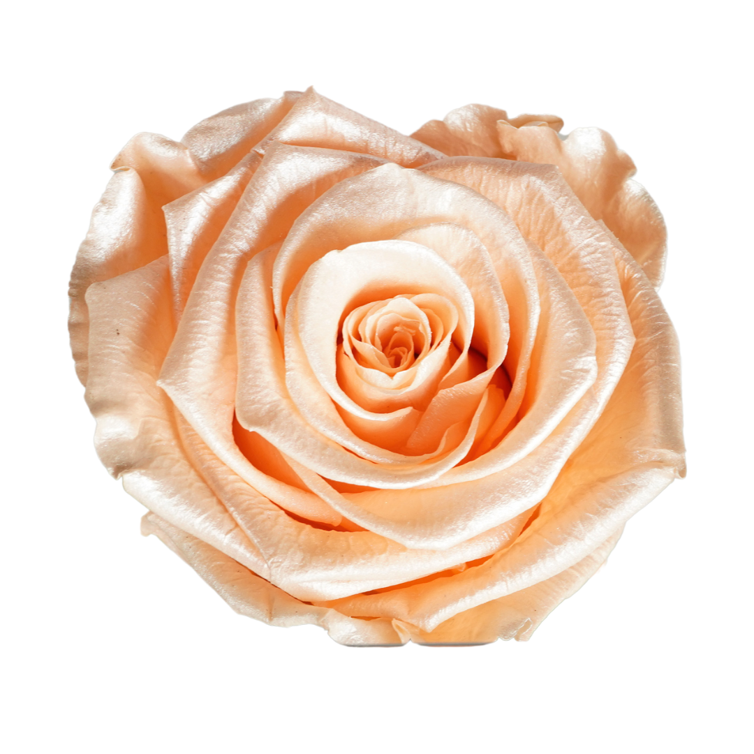 Wildflowers by Floriette – Engroshandel Kunstige blomster – Rosa konserveret stilk Gloss fersken 50 cm2