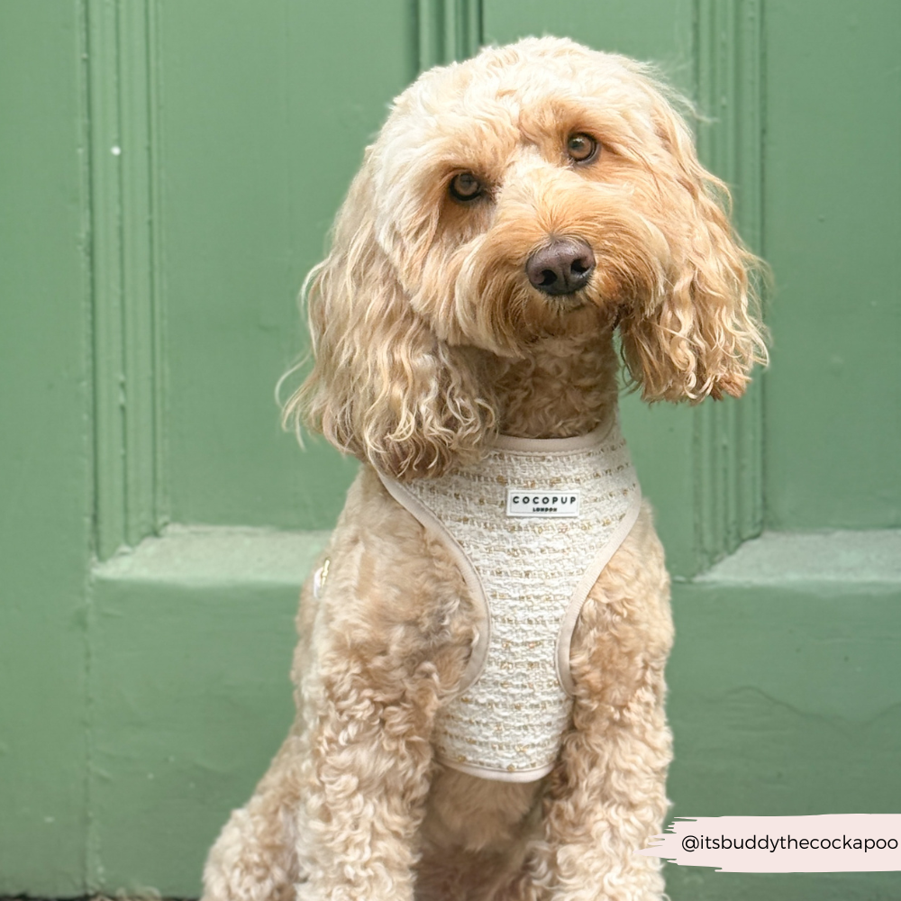 Cocopup London - Wholesale Tuig voor huisdieren - Hond - Vanillekleurig Getextureerd Tweed Verstelbaar NekHARNAS15