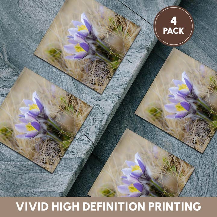3dRose - Wholesale Coasters - 3dRose, Spring pasqueflower growing in mountains of Otztal Alps, Italy., Coaster5