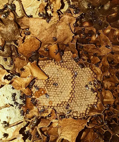 Zayti L.T.D.M - Wholesale Honey - PRECIOUS MELIPONA HONEY (ORGANIC): 300G JAR - SCAPTOTRIGONA12