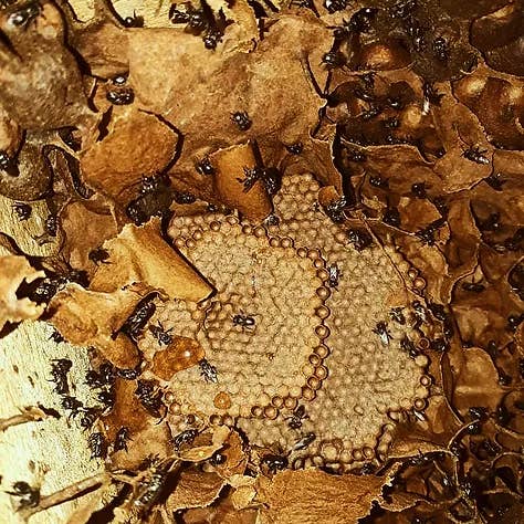 Zayti L.T.D.M - Wholesale Honey - PRECIOUS MELIPONA HONEY (ORGANIC): 300G JAR - SCAPTOTRIGONA12