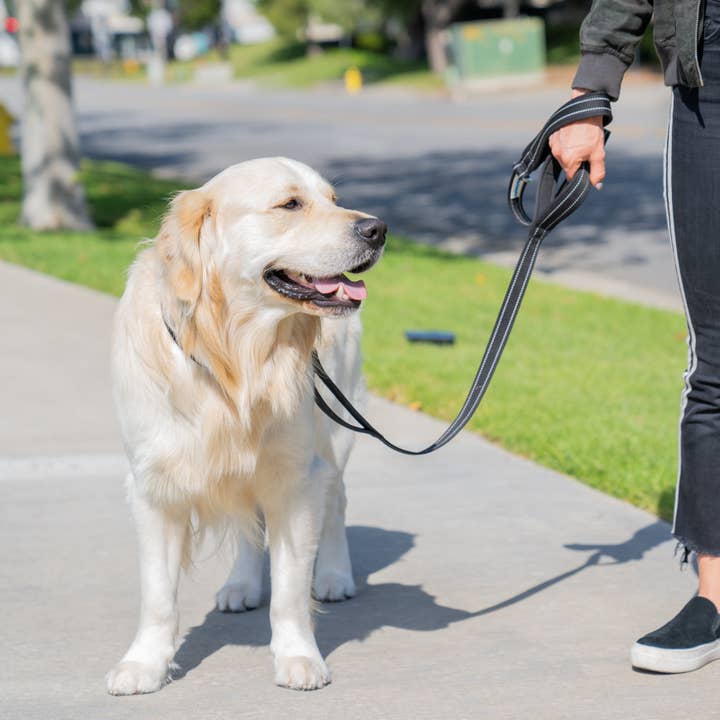Shed Defender - Wholesale Pet Leash - Dog - Standard Three Padded Handle Leash - 5 ft.