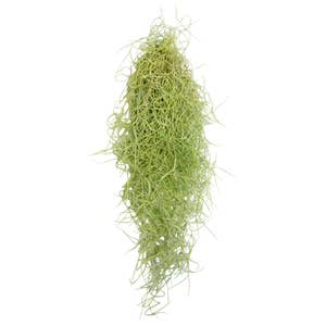Wholesale Live Air Plant - Tillandsia usneoides, (Spanish Moss) for your  store - Faire