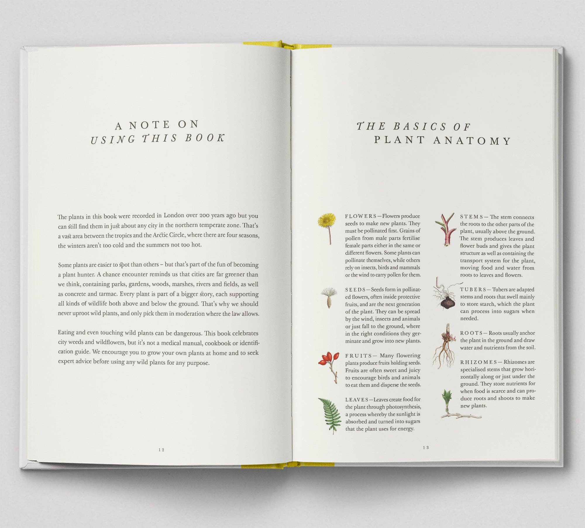 Hoxton Mini Press - Vente Livre sur la nature et les activités de plein air - The Botanical City1