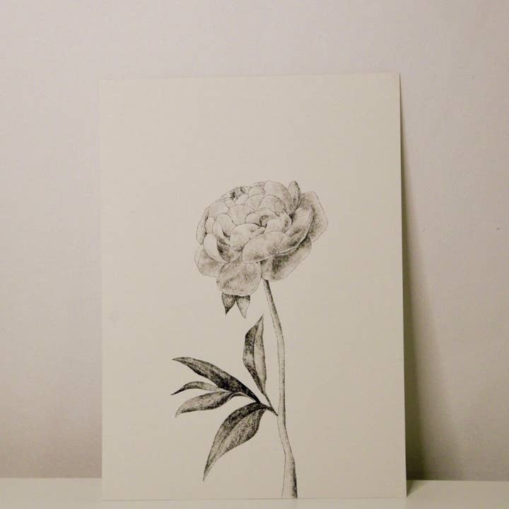 Sam Callery Art - Wholesale Art Print - Peony Stem Print