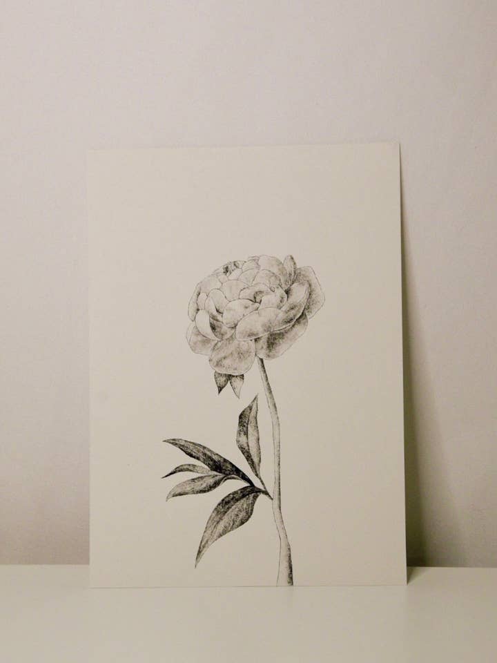 Peony Stem Print for wholesale by Sam Callery Art