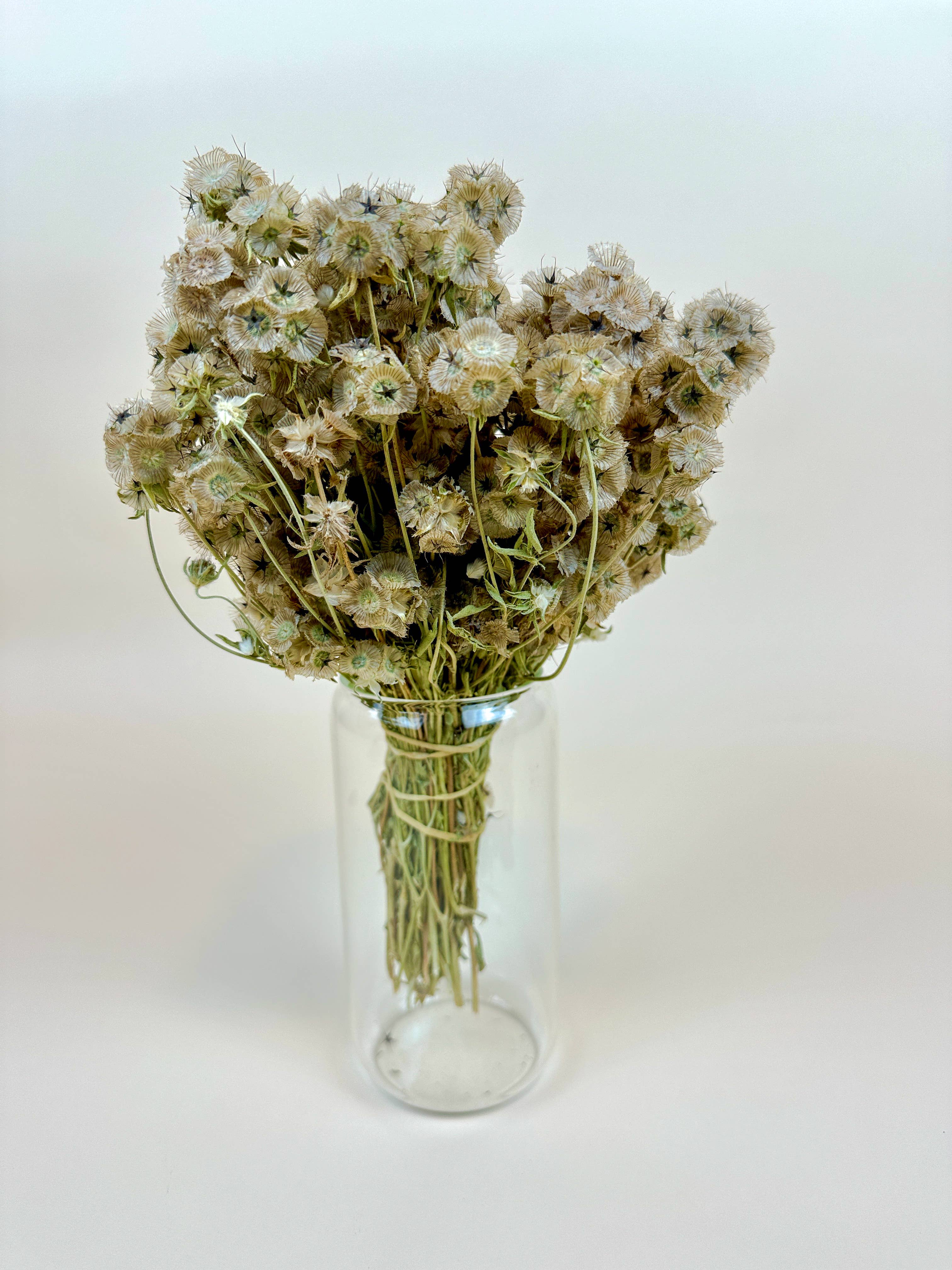 Lovejoy Farms Premium Dried Flowers – Flores secas/prensadas por atacado – Vagens de Escabiosa – Naturalmente Secas ao Ar2