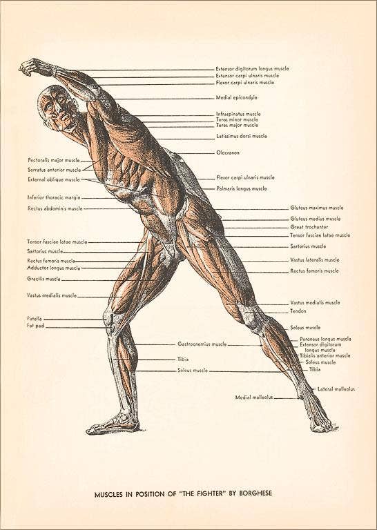 Found Image Press – Engroshandel Klistermærke – Sticker AY-105 Muskler i Kæmperposition0