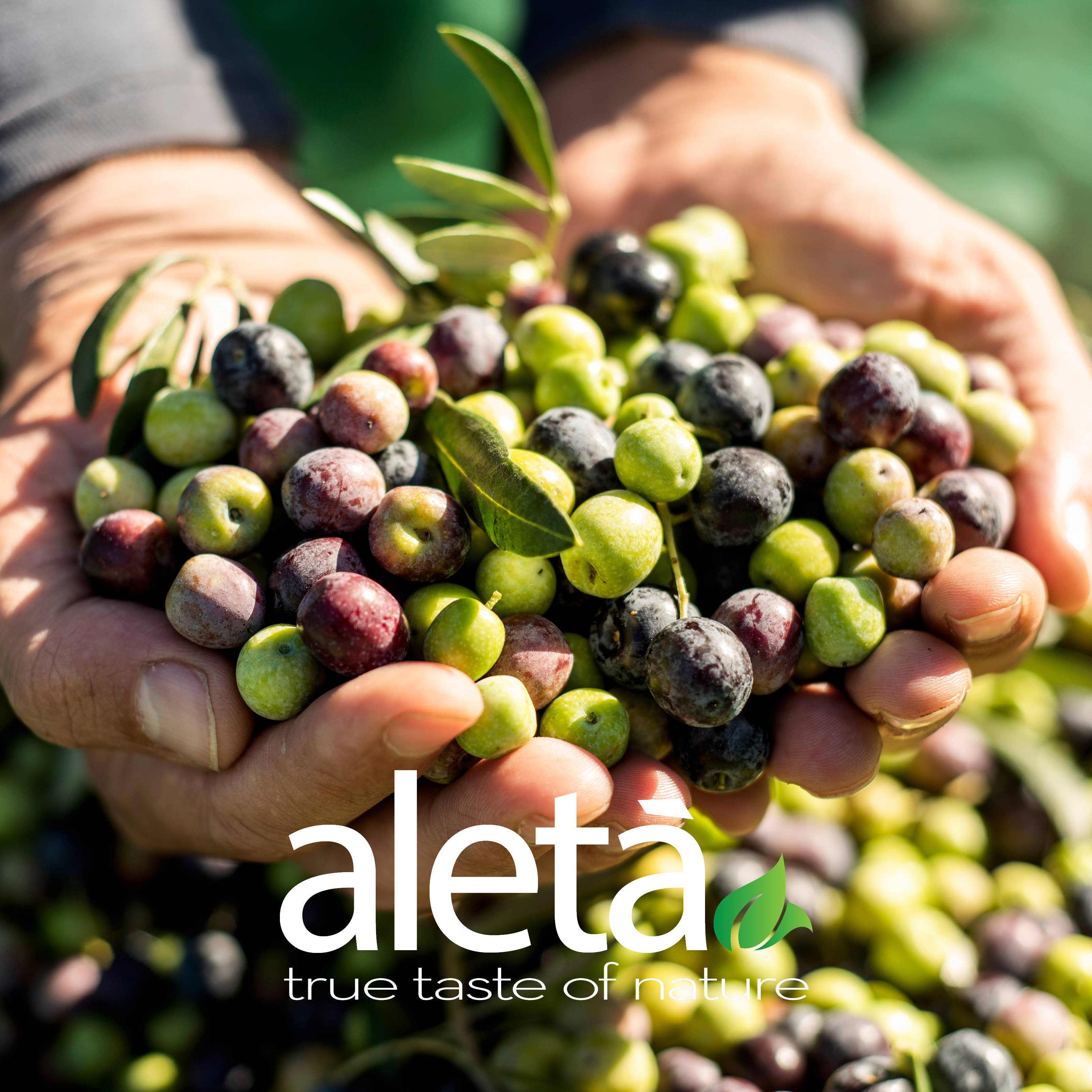 ELLORA FARMS - Wholesale Olive Oil - Aleta Organic Single Estate PDO Extra Virgin Olive Oil, 1 LT2