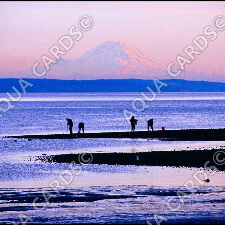 1253 - Palourdes tôt le matin pour la vente par Aqua Cards