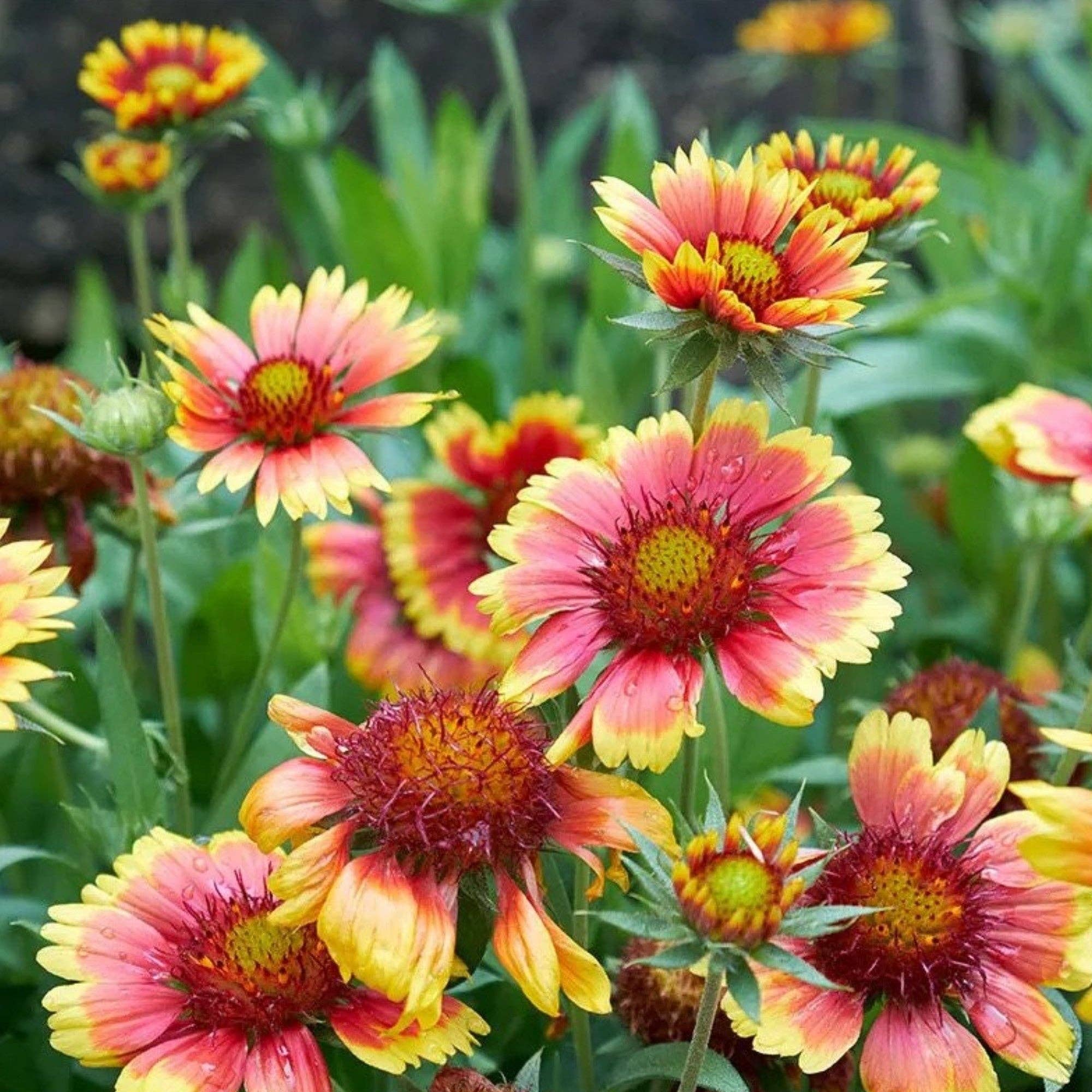 Pop's Birding - Wholesale Zaadjes voor platten - Mix van wilde bloemenzaden voor kolibries en vlinderbestuivers9