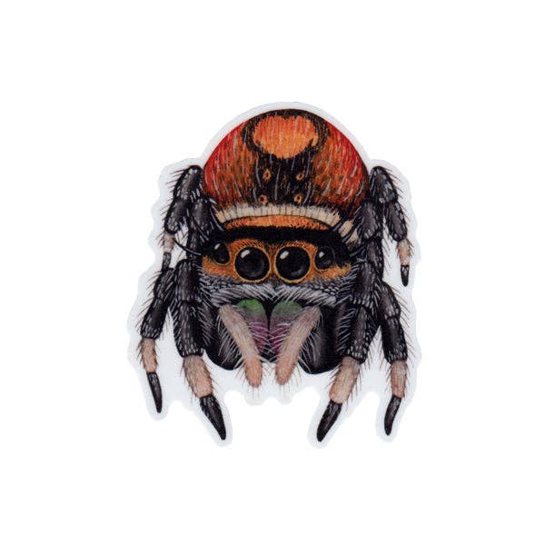 Kate Dolamore Art - Wholesale Sticker - Regal Jumping Spider Vinyl Sticker