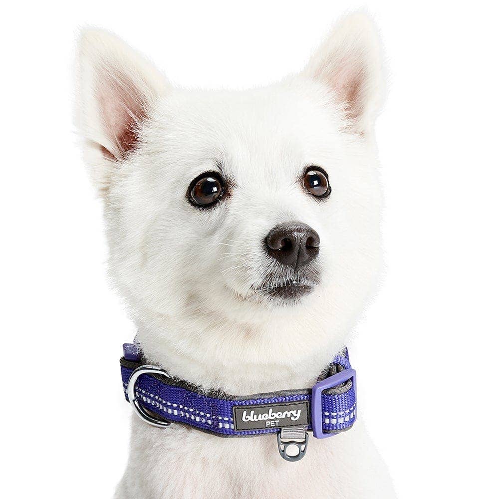 Blueberry Pet - Vente Collier – chien - Collier de sécurité rembourré en néoprène souple réfléchissant 3M24