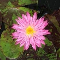 Wetplants - Wholesale Live Plant - Growers Choice Tropical Water Lily (Day Blooming)4