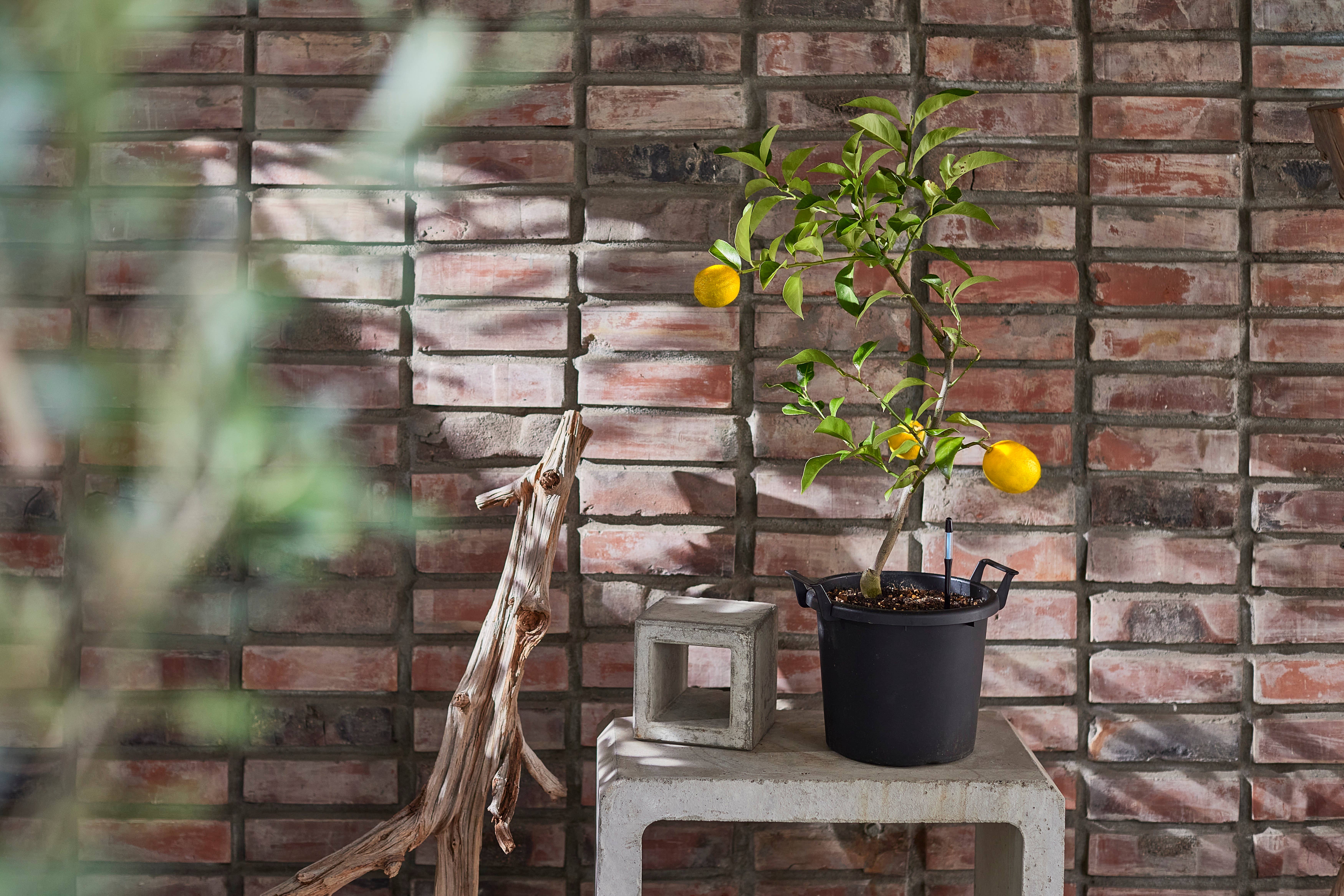 SUStee - Wholesale Garden Tool - SUStee Single Pack Large Black4