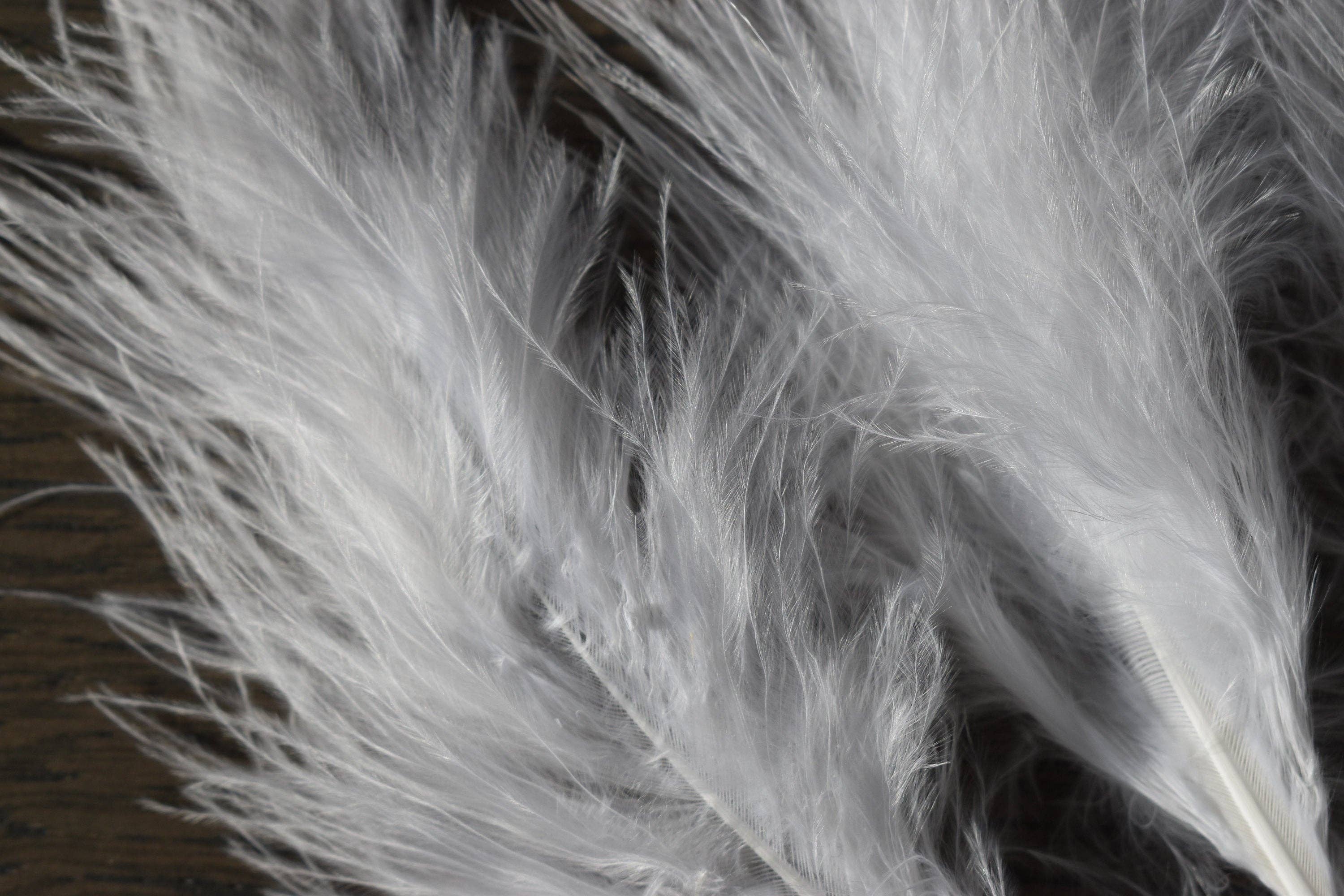 Plumes Naturelles - Wholesale Feathers - Ostrich feathers1