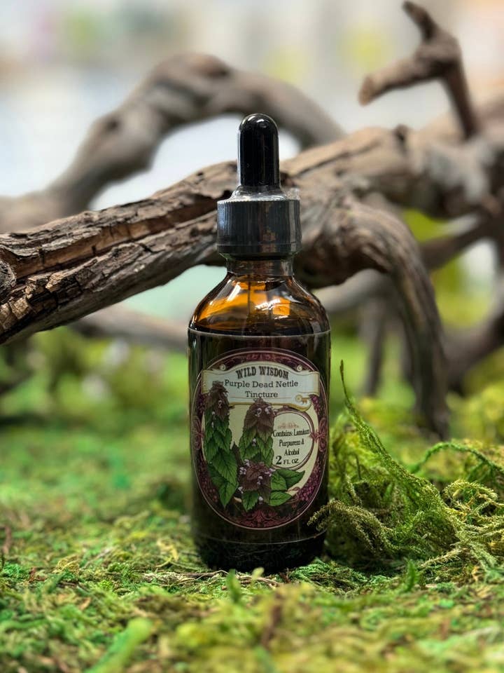 Purple Dead Nettle Tincture for wholesale by Wild Wisdom LLC