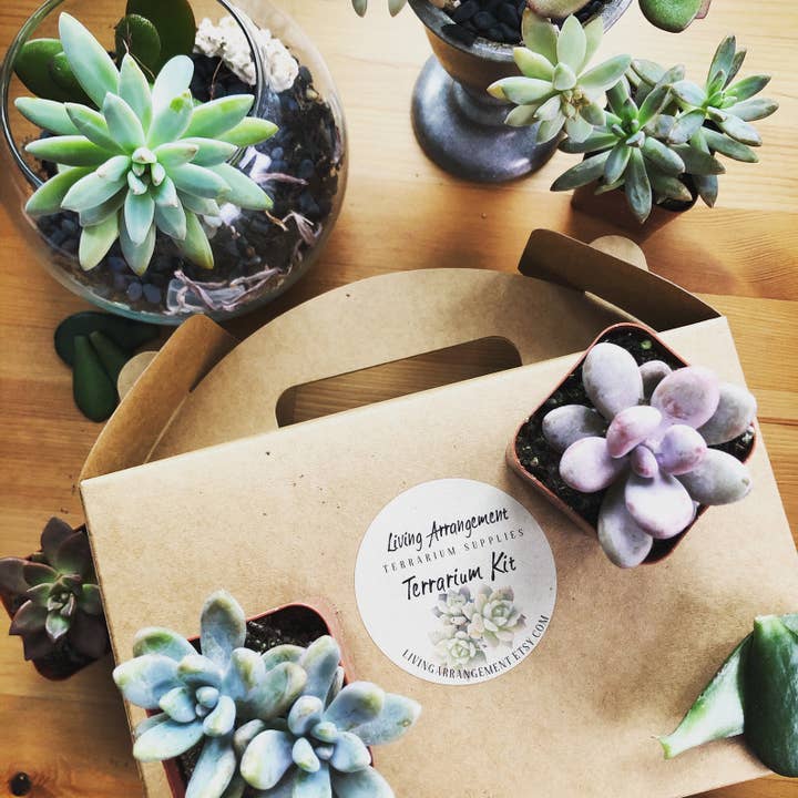 Living Arrangement - Wholesale DIY Craft Kit - Succulent Terrarium Kit Complete DIY3