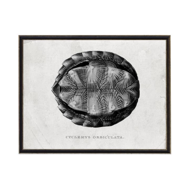 Antique Curiosities Inc - Vente Affiche d'art - Turtle Shell D noir et blanc