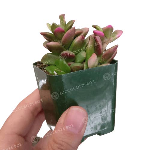 Best Plant Friend - Wholesale Succulent - Anacampseros telephiastrum f. variegatum 'Sunrise' 2/4 in4