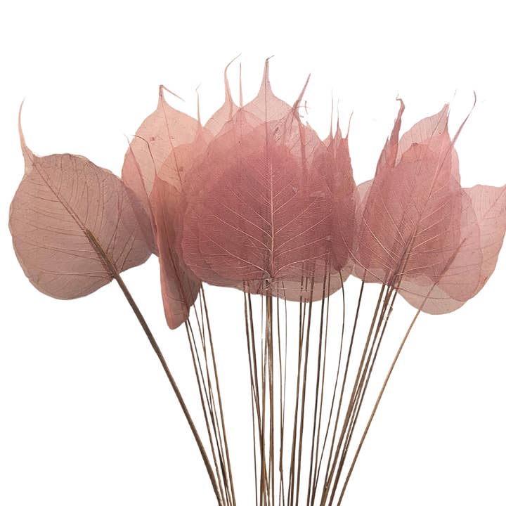 Botanico Ltd. - Wholesale Dried/Pressed Flowers - Skeleton Leaves Small