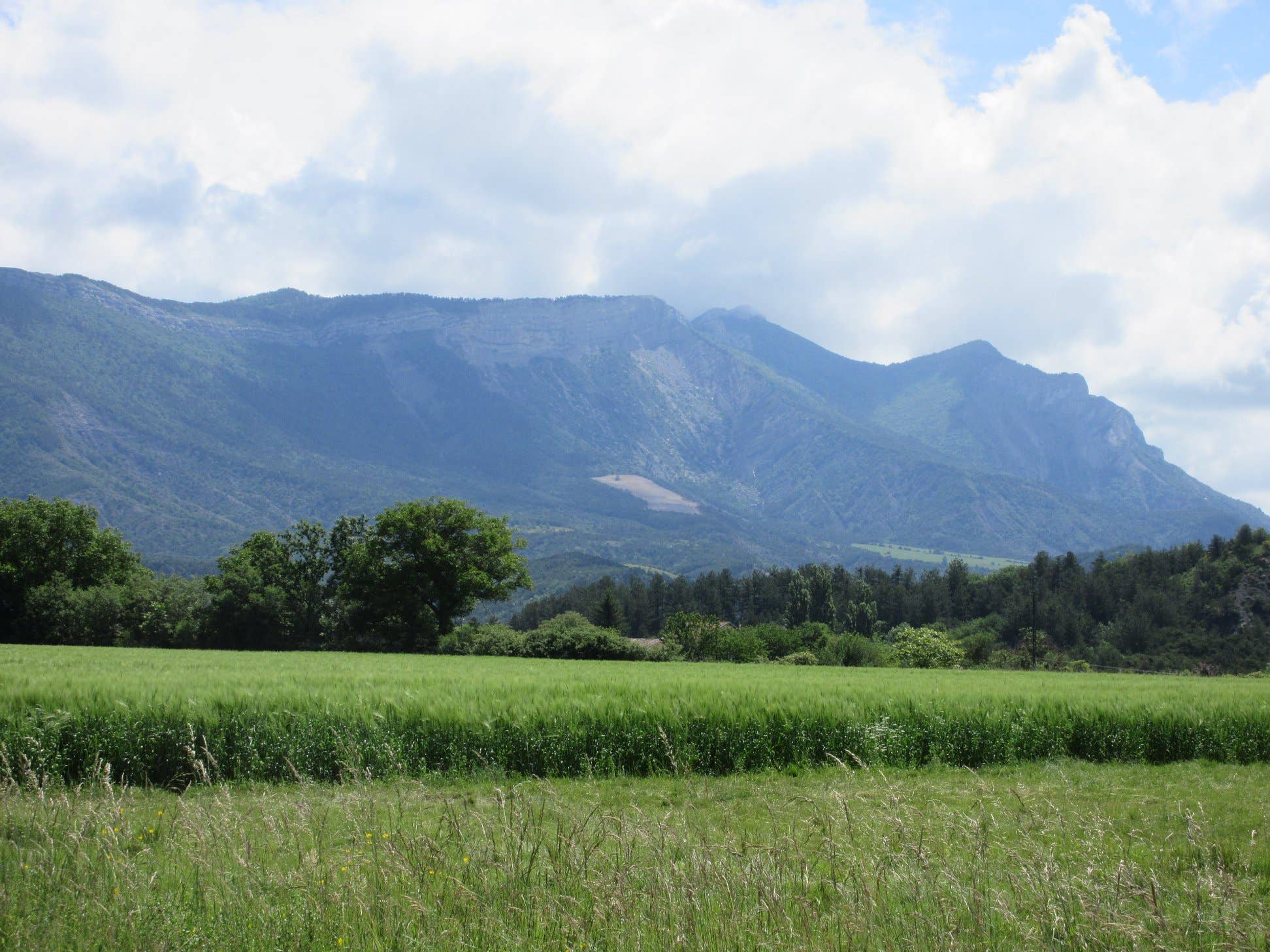 CONSERVES GUINTRAND - Wholesale Preserves - Mont Ventoux small spelt (provençal recipe) PG 314 ml (jar)3