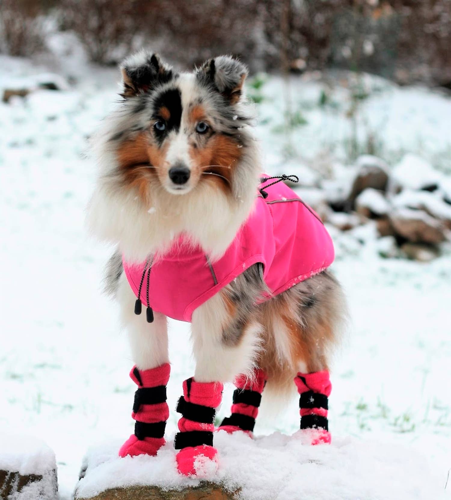 FINNERO - Vente Veste – chien - Veste réfléchissante coupe-vent FINNERO SPORT pour chien, 3 couleurs6