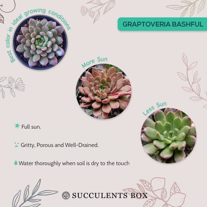 Best Plant Friend - Wholesale Succulent - Graptoveria Bashful 2in/4in - Colorful Rosette Succulent5