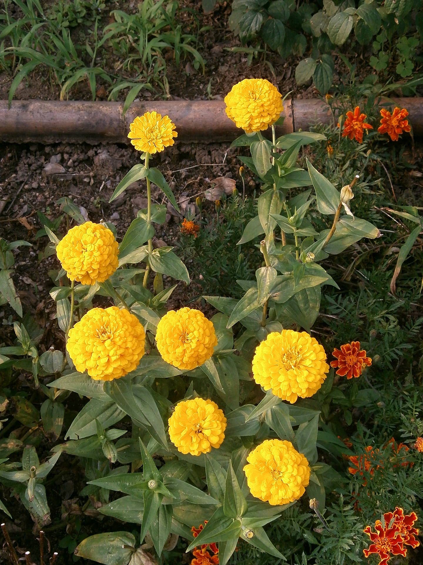 Decker Rd. Seeds - Wholesale Plant Seeds - Zinnia 'Isabellina' Flower Seeds4