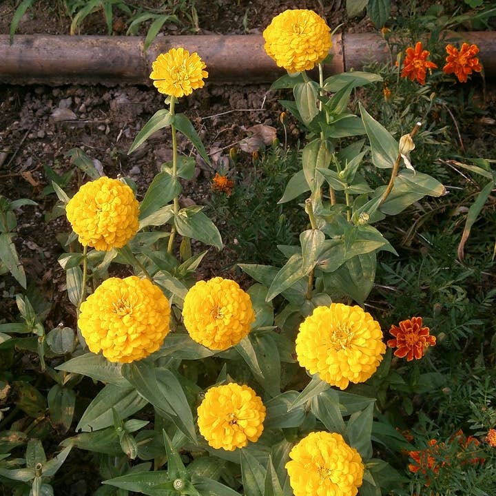Decker Rd. Seeds - Wholesale Plant Seeds - Zinnia 'Isabellina' Flower Seeds4