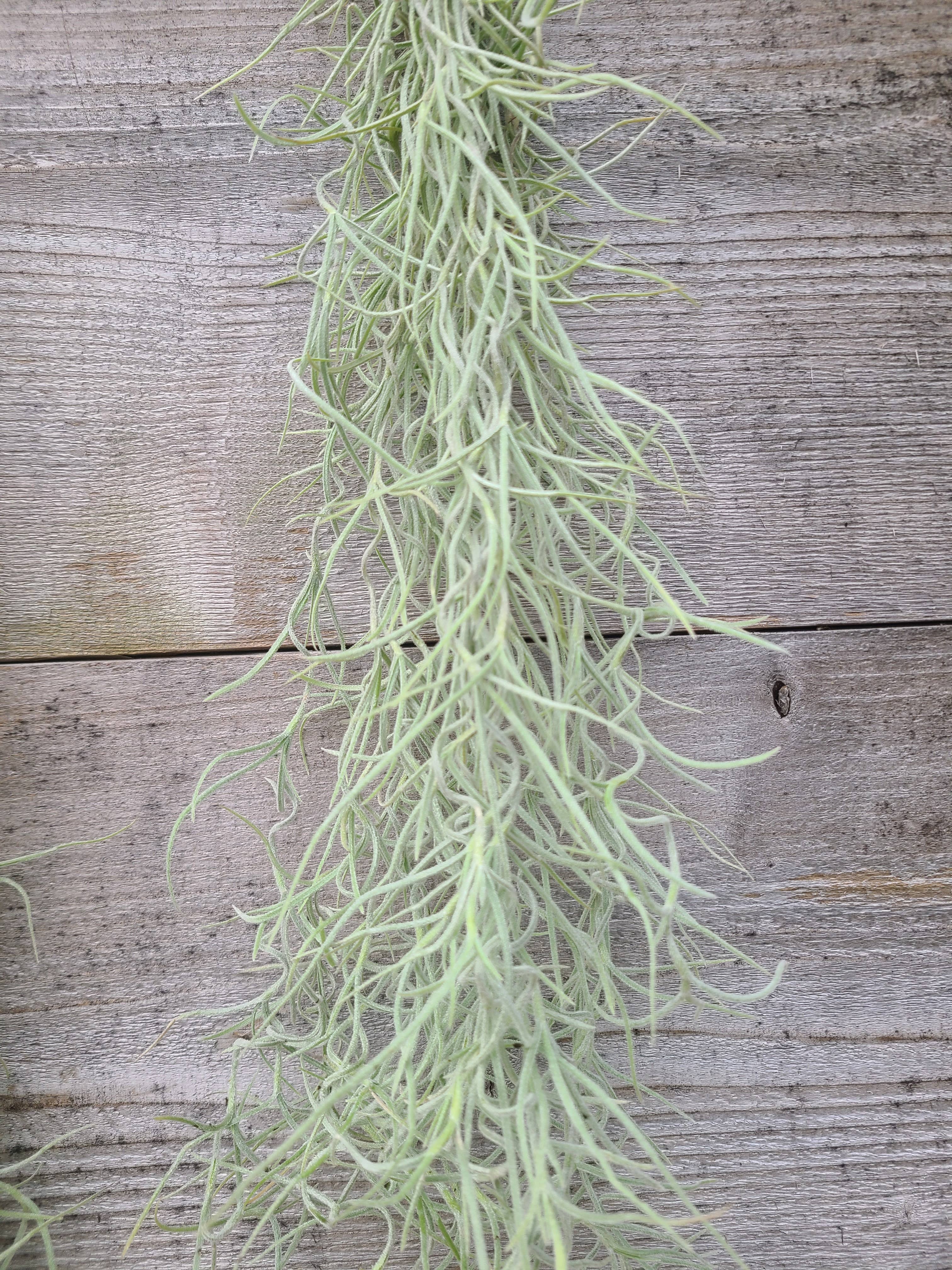 Buzz + Thrive Gardens - Wholesale Live Plant - Tillandsia Usenoides 2