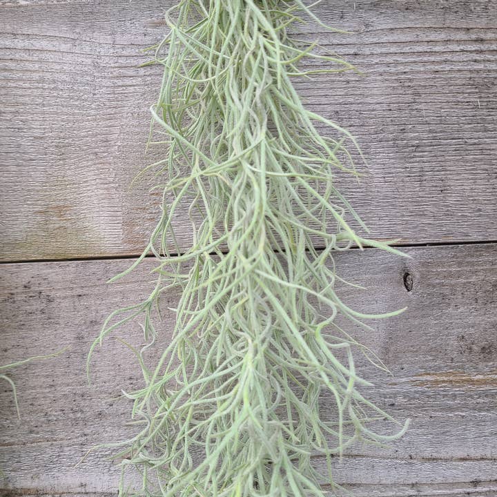 Buzz + Thrive Gardens - Wholesale Live Plant - Tillandsia Usenoides 2
