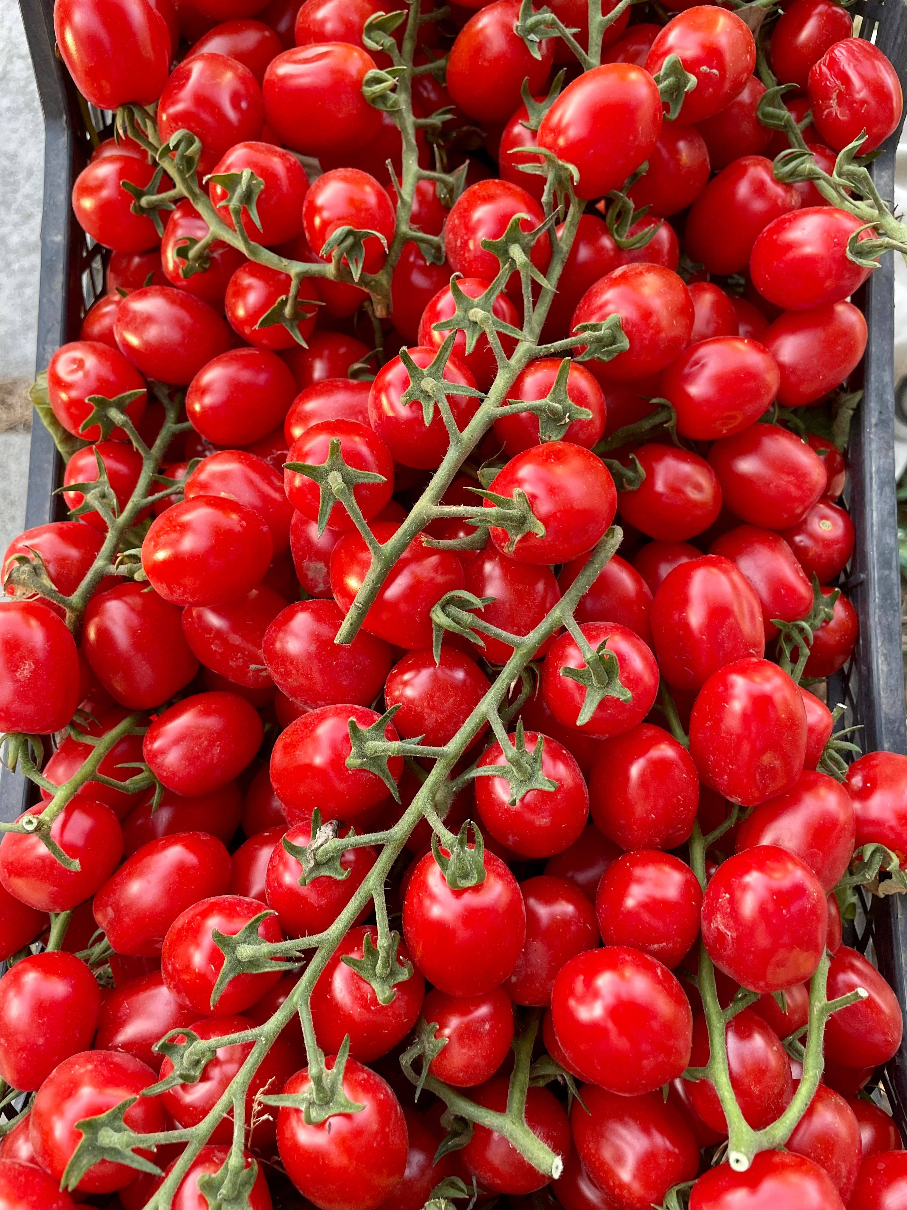 O'relia - Wholesale Pasta Sauce - Pronta di Pomodoro Ciliegino & Pepperoni Organic Salsa 330g4