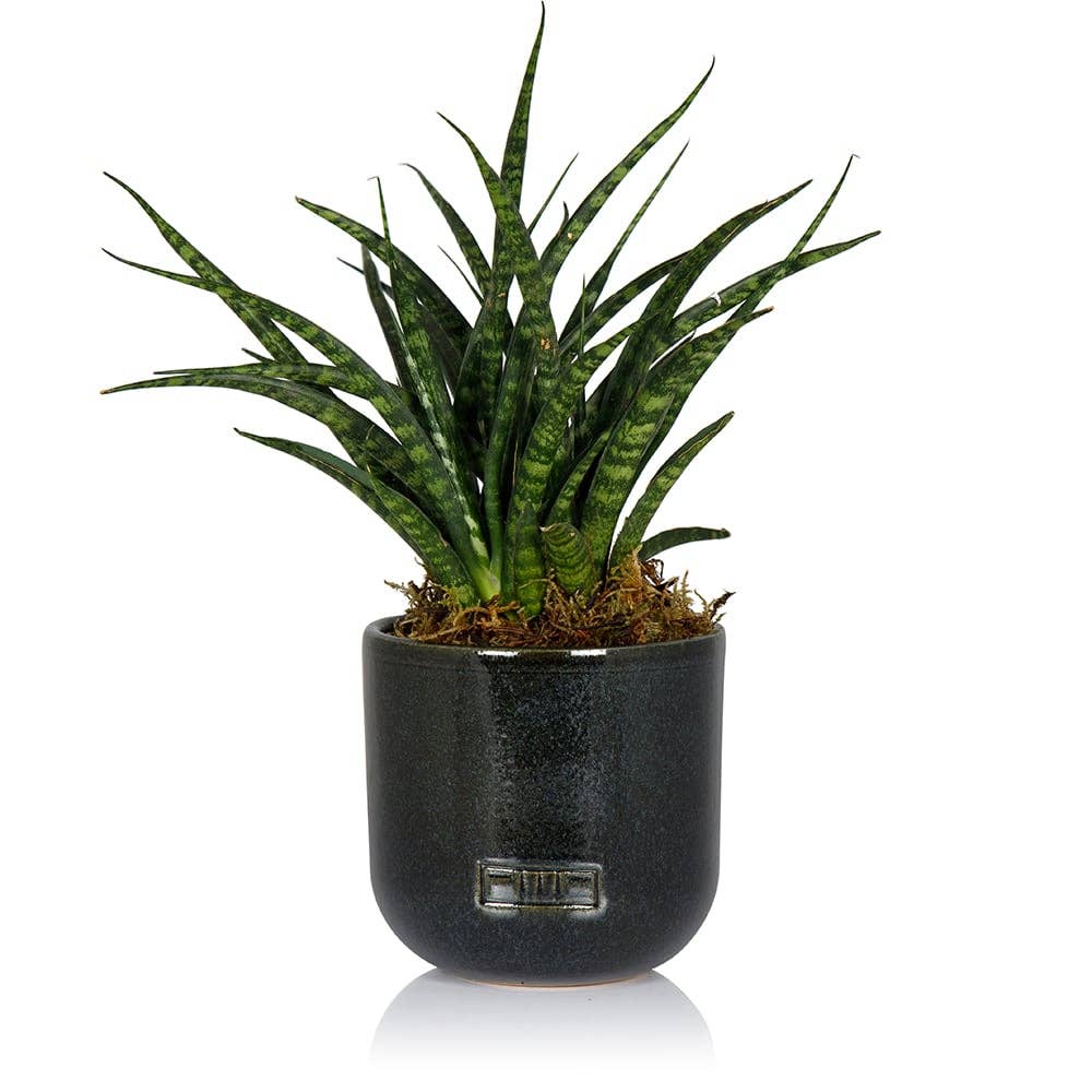 The Little Botanical - Wholesale Live Plant - Sansevieria Fernwood Punk3