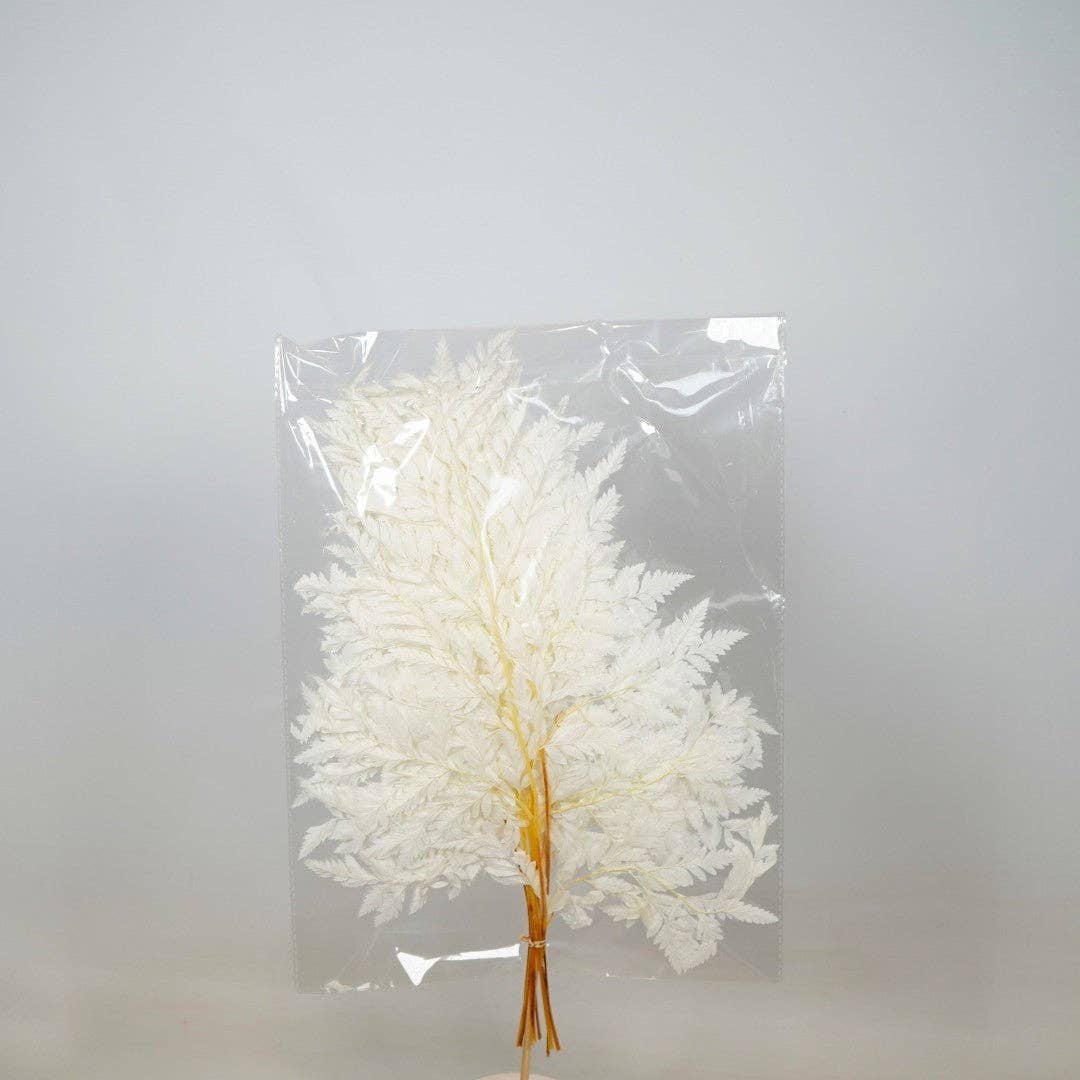 Wildflowers by Floriette – wholesale Dried/pressed flowers – Gedroogde bloemen - Gebleekte ledervaren1