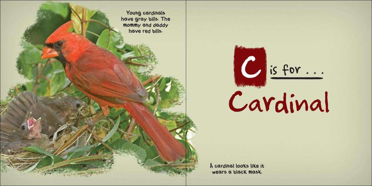 AdventureKEEN - Wholesale Nature & Outdoors - C is for Cardinal - Alphabet of Birds3