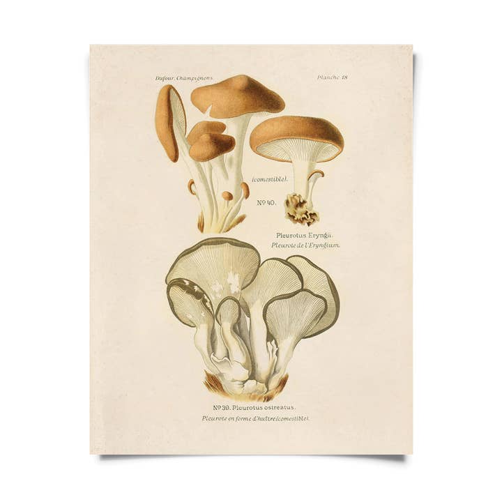 Vintage Oyster Mushroom Print clearance for wholesale by Curious Prints
