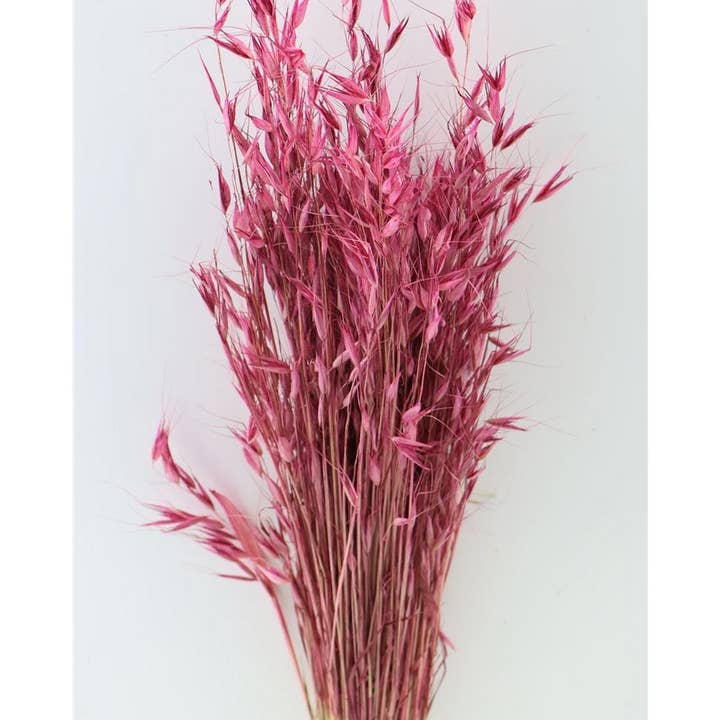 Dutch Flower Studio - Wholesale Dried/Pressed Flowers - Avena - oat grass - 70 cm - dried flowers0