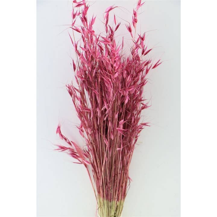 Dutch Flower Studio – wholesale Torkade/pressade blommor – Avena - havregräs - 70 cm - torkade blommor