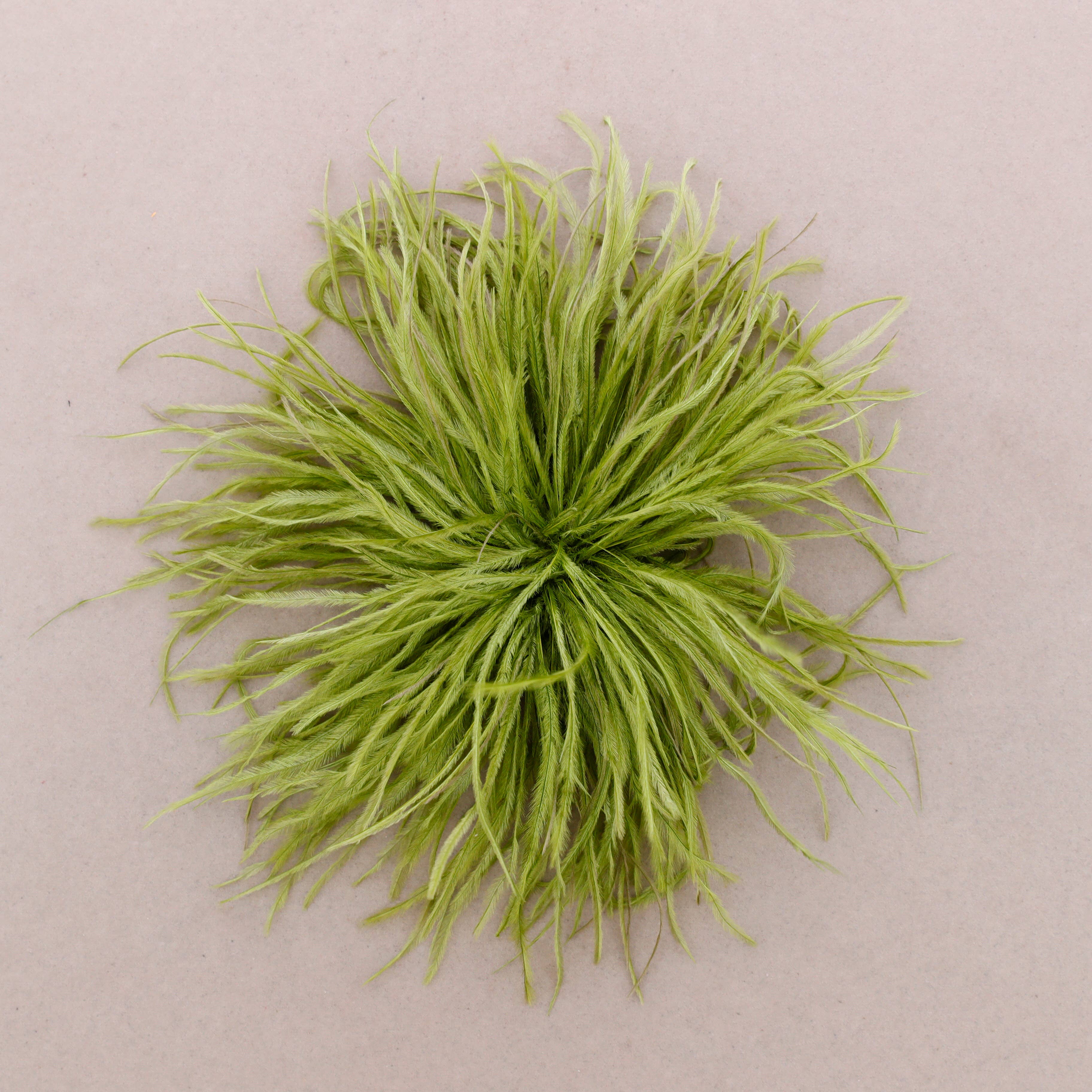 Sonata – wholesale Snap jewellery – Feather Brooch 10-15cm (B)6