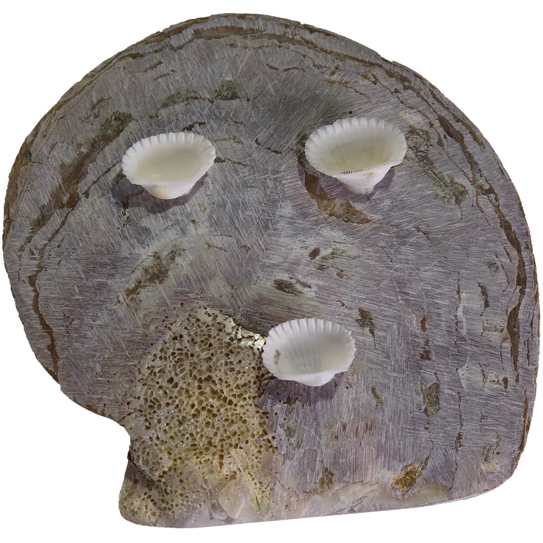 HS Seashells - Wholesale Decorative Plate/Dish/Bowl - Silverlip Pearl Oyster 5-6" Dish w/ Clam Legs2