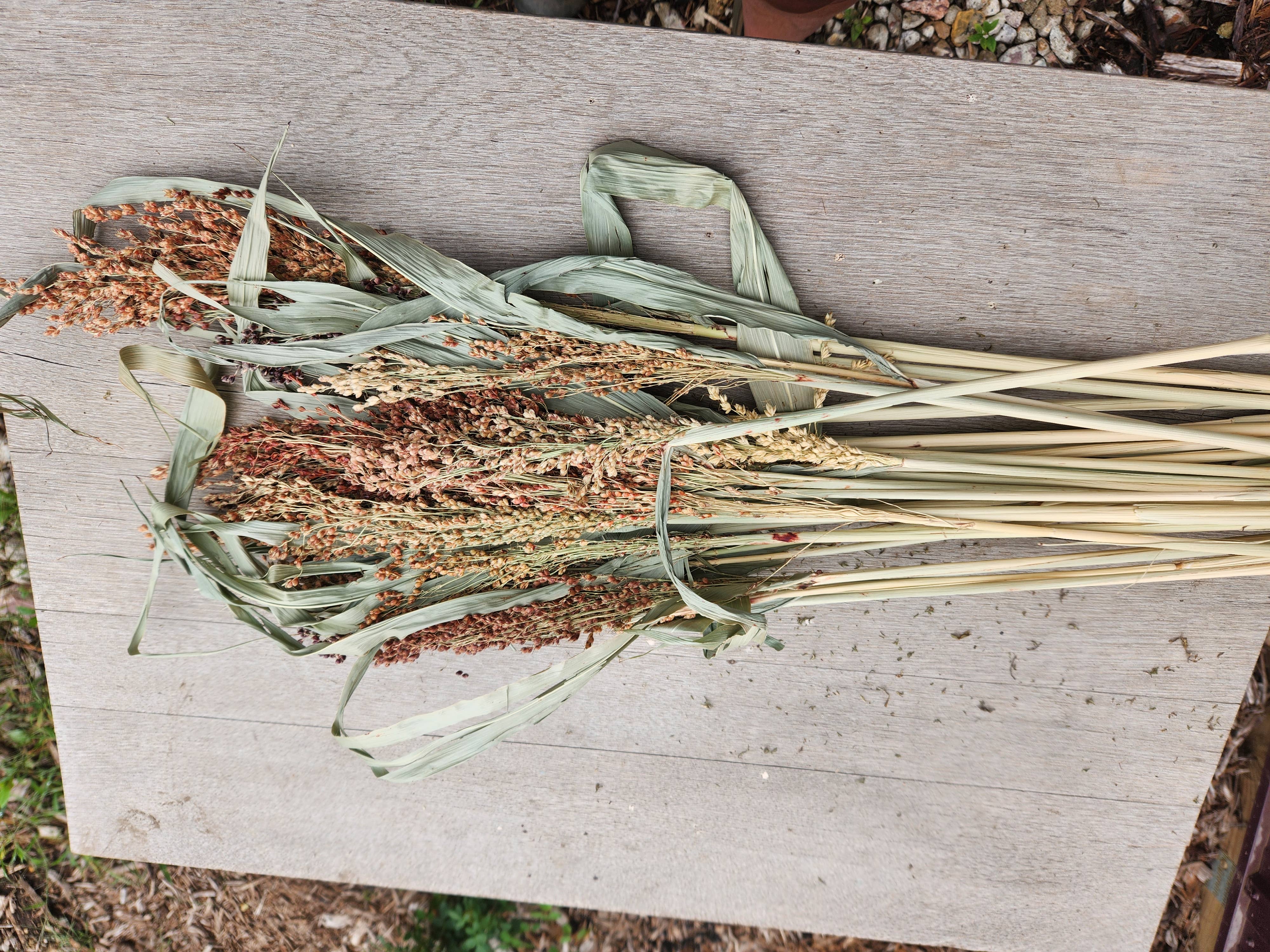 Alissas Flower Farm - Wholesale Dried/Pressed Flowers - Grass:  Broom Corn1