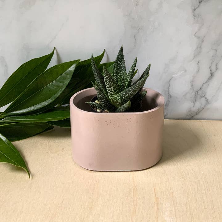Left Corner Goods - Wholesale Plant Pot - Succulent Oval Concrete Planter7