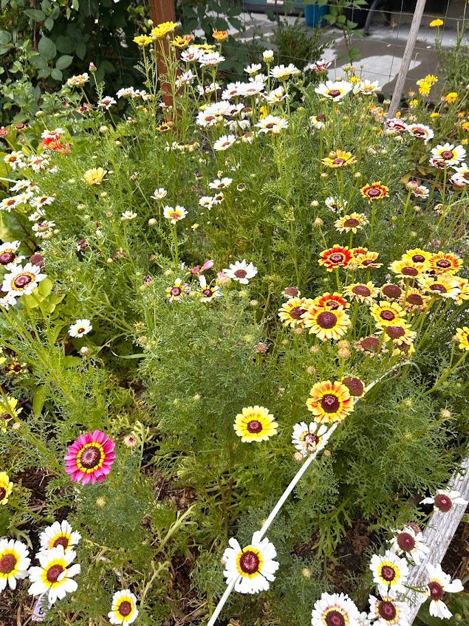 Decker Rd. Seeds - Wholesale Plant Seeds - Painted Daisy Flower Seeds, Chrysanthemum carinatum3