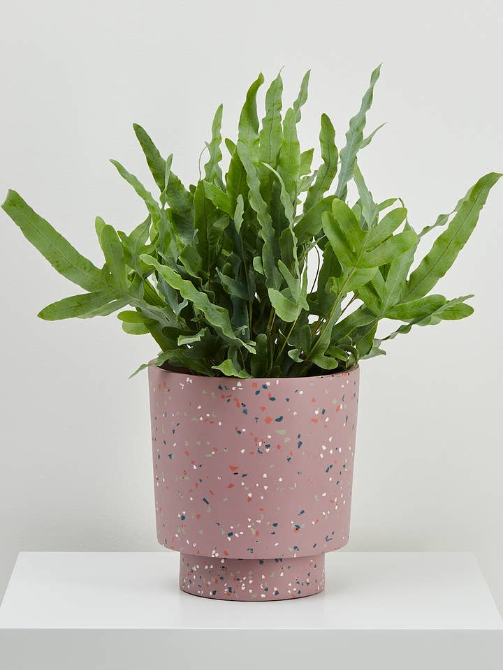 Terrazzo Banjo Pflanzgefäß - Musk Terrazzo für den Großhandel von Capra Designs