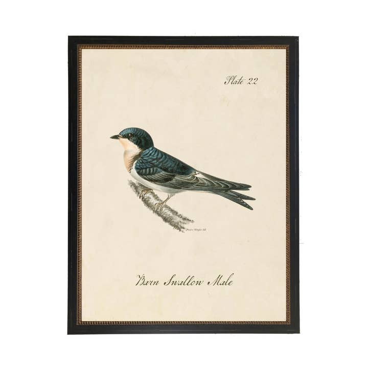 Exlibris vintage de pájaros con golondrina común para venta al por mayor de Antique Curiosities Inc