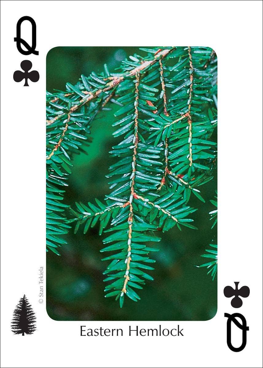 AdventureKEEN - Wholesale Playing Cards - Trees of Northeast Playing Cards3