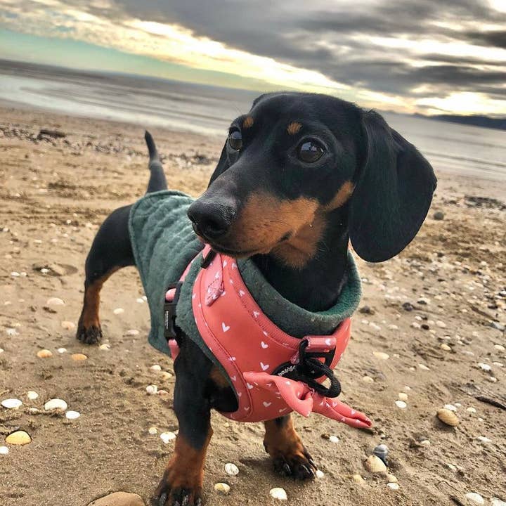 Pawsome Life - Wholesale Pet Leash - Dog - Dog Lead, Cute Dog Leash Padded, Puppy Lead and Collar Orange5