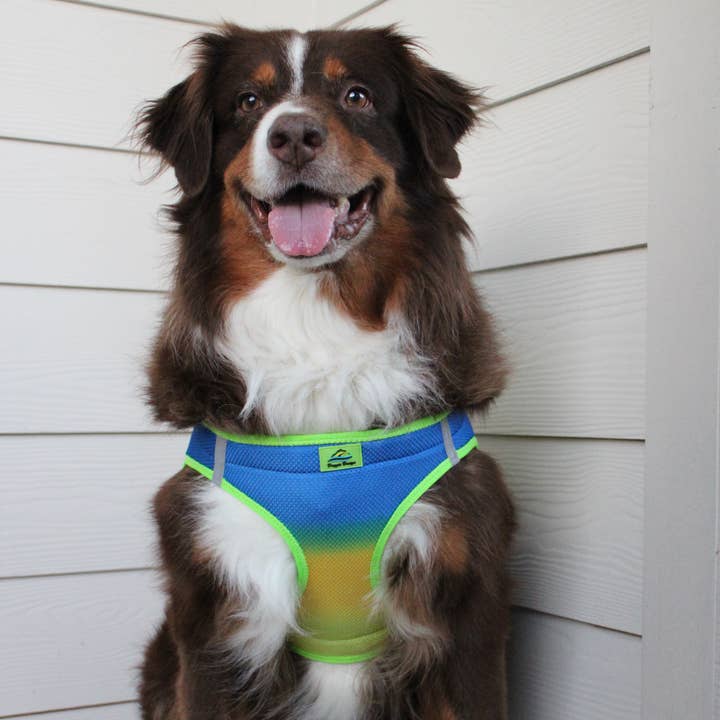 Doggie Design - Wholesale Pet Harness - Dog - American River Ombre Dog Harness - Cobalt Sport5
