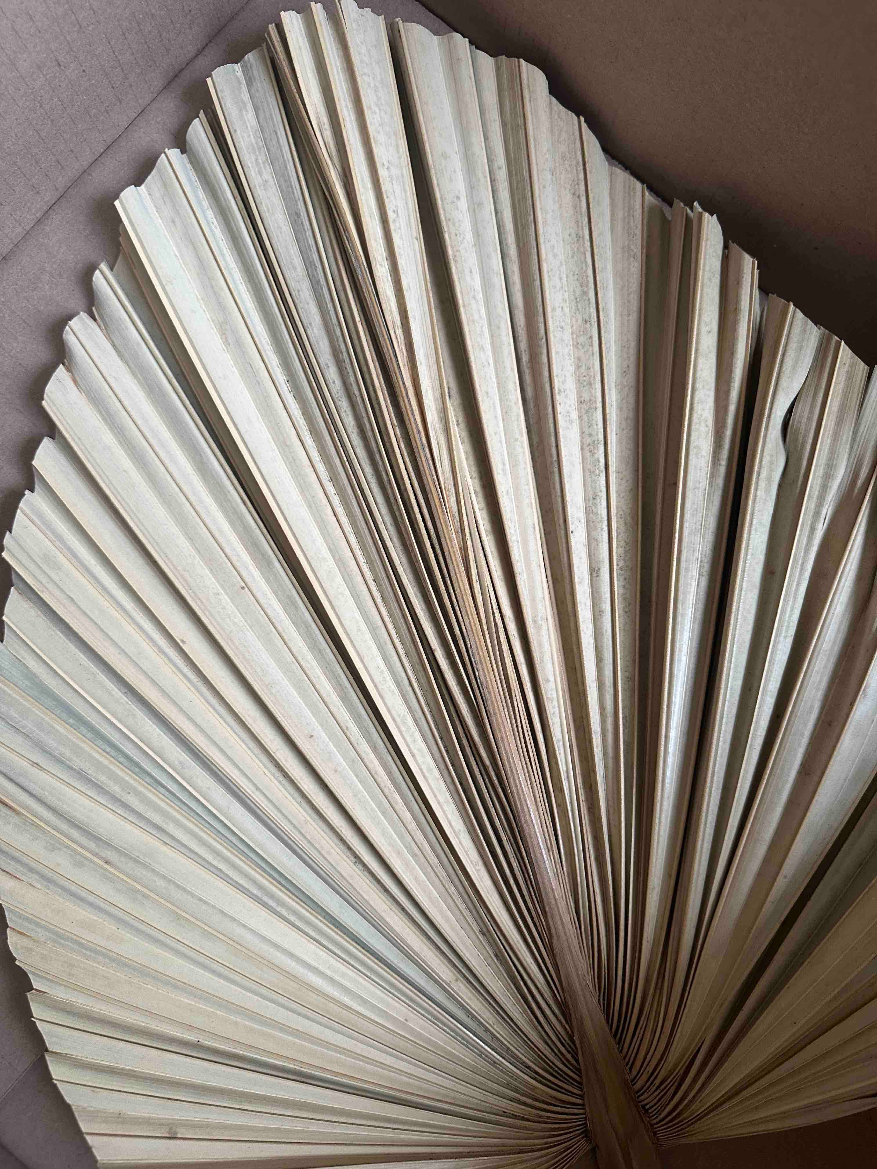 The Blooming Palm – wholesale Decal – Party decorations – Palm Leaves, Large Dried Trimmed Organic Tropical Dried Fan19